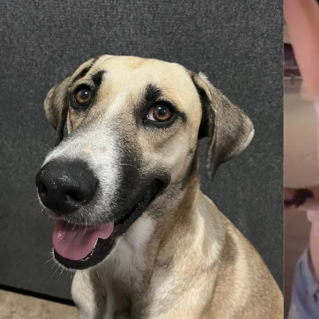 Perrita Desaparecida Reaparece Durante Festejo por Triunfo de México en Ciudad Victoria